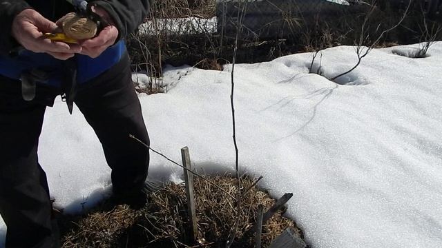 Почки привитые осенью вскрыл и пометил