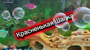 Красненькая Шапка - Suno 👍