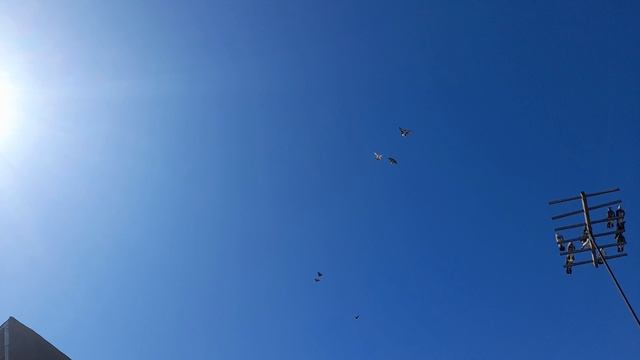 Николаевские голуби Продолжаем разминать после зимы