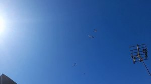 Николаевские голуби Продолжаем разминать после зимы