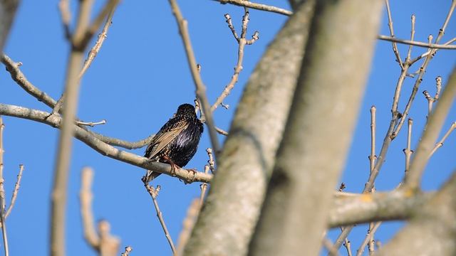 DSCN8231Прилетел на родину.