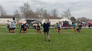 РАБОЧИЙ СУКИ / КЧК КРАСНОДАР 28 марта`26 З.Данильченко Моно немецких овчарок