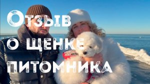 Отзыв на щенка бишон фризе, питомника Агнелль Де Неж, из Калининграда, 2026 год.