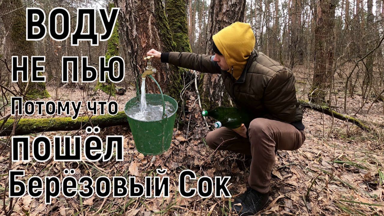 Теперь Вместо Воды Только Он. Сбор Берёзового Сока в Лесу