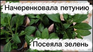 Начеренковала петунию . Посеяла зелень в теплице.