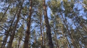 Улан - Удэ. Тропа здоровья.