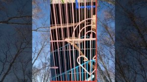 Мои амадины