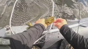 рыбачу на вертушки и телл-спиннеры — результат удивил [ ▶︎ ][ ▶︎ ][ ▶︎ ][ ▶︎ ][ ▶︎ ]