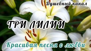 КРАСИВАЯ ПЕСНЯ О ЛЮБВИ. ТРИ ЛИЛИИ