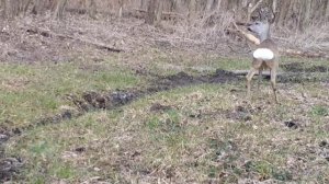 Фото ловушка