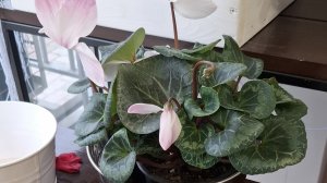 мукбанг друзья и мне не жирно