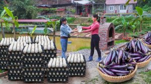 Собираю много утиных яиц и баклажанов на продажу, Удобряю огород органическими удобрениями.