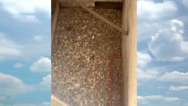 Наш курятник и наши курочки