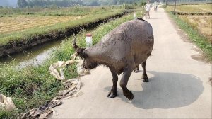 Буйволица пошла за Серёжей!