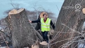 Вырубка столетних ив на берегу озера Кабан, Казань