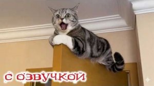 Приколы с котами! С ОЗВУЧКОЙ! Смешные коты - от ПОДПИСЧИКОВ! Самые смешные животные!