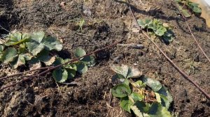 Обзор приподнятой грядки