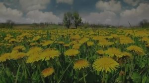 "ВЕСНУШКИ ЗЕМЛИ" Шувалова Светлана