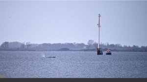 Состояние застрявшего у берегов ФРГ в Балтийском море кита Тимми ухудшилось