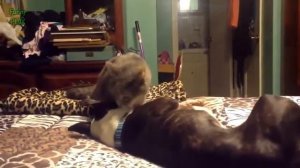 Best Funny cat Videos try not to laugh 2026