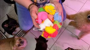 Любаша хвостикам подарки привезла.