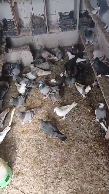 Голуби на продажу Армен Анапа все вопросы по телефону+7 961 501-04-47 ленинаканский