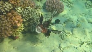 Крылатки . Такие красивые 😍 и такие разные.Красное море. Макади. Бухта Шарм-Эль-Араб. Декабрь 2025.