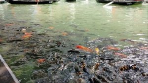 Вода кишит карпами!