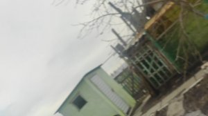 Куст? Или нет!