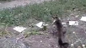 НАПАДЕНИЕ КРЫСЫ НА КОТА!