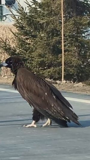 🐦🛣Белоголовый орлан прогуливался на одной из трасс Китая
