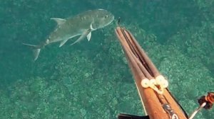 Подводная охота / Рыба-акула и барракуда, на которую напала акула