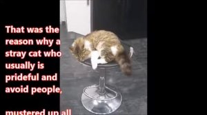 Stray Cat  Following and  Begging to be let  inside a house 2026