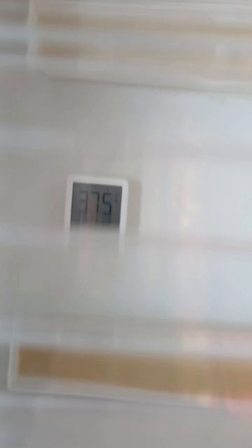 #инкубация_яйца в #инкубатор е #норма_лупер