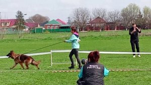 ПОДРОСТКИ СУКИ / КЧК КРАСНОДАР 28 марта`26 З.Данильченко Моно немецких овчарок