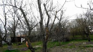 Анапа. 28.03.2026. Были на дачи. Всё расцвело.