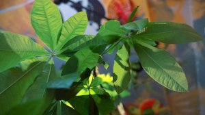 Ресторан Узоры