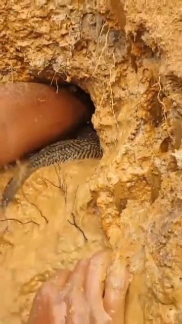 я добываю сомиков