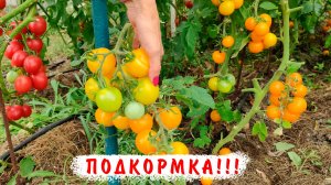 Одна подкормка, которая решит всё: секрет мощного урожая томатов весь сезон