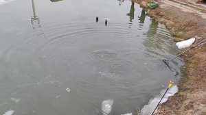 утренние поимки форели