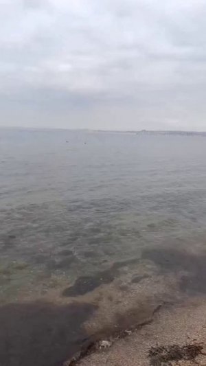 Лебеди на пляже Анапы 28 Марта 2026 года. Репортаж Светланы Тихоновны.