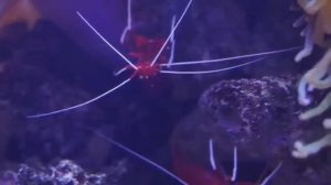 Тихий океан. Пульс Тёмных глубин