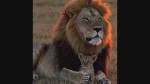 ТРОГАТЕЛЬНО ДО МУРАШЕК: ЛЕВ И ДЕТЁНЫШ