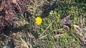 Ледовая обстановка в Москве. 30.03.2026 Бирюлевский пруд