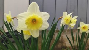 Буйство нарциссов