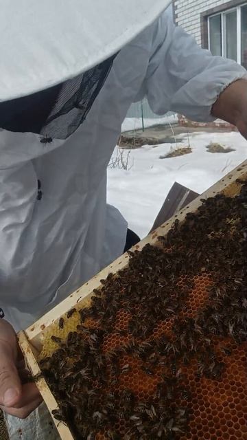 Чистим улья