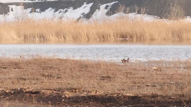 Подготовка к охоте с подсадной.
