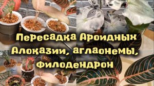 Цветочные дела.| Пересадка Ароидных |. Филодендрон, алоказии, аглаонемы