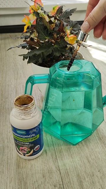 Мало кто знает, что БЕГОНИЯ растет ТОЛЬКО В ТАКОМ ГРУНТЕ!