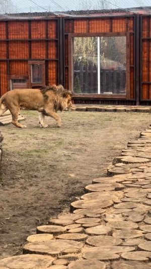 Собираем команду по футболу